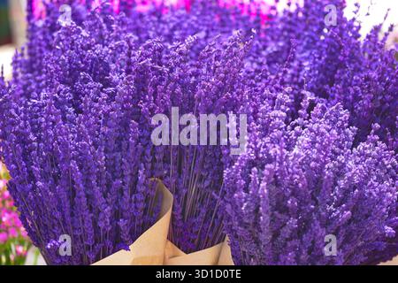 I mazzi di lavanda erano ben disposti in una banchina del mercato Foto Stock