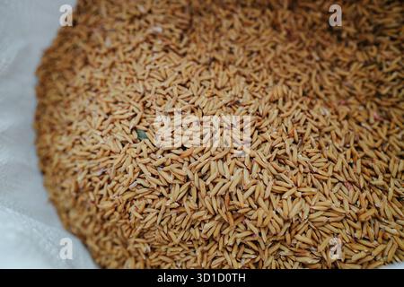 Un primo piano di grani di risone in un sacco, che mostra la naturale consistenza dorata del riso non macinato. Questa immagine rappresenta l'ettaro agricolo Foto Stock