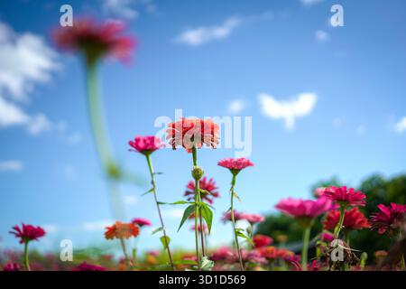 Fiori di margherita rossi e rosa in una fattoria. Vista ad angolo basso, contro il cielo blu. Copia spazio. Foto Stock