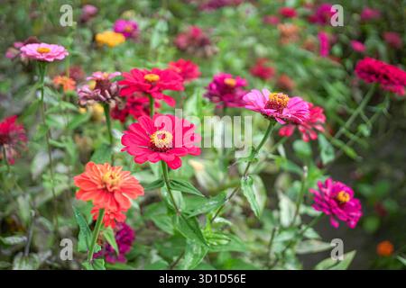 Splendidi fiori rossi di Gerbera Daisy in una fattoria. Foto Stock