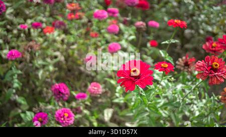 Splendidi fiori rossi e rosa di Gerbera Daisy in una fattoria. Foto Stock