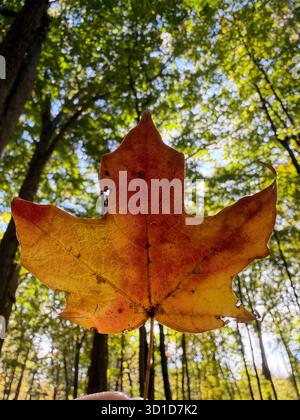 Primo piano di una singola foglia d'acero arancione tenuta contro la luce del sole in una foresta, simboleggiando la caduta, il cambiamento e la bellezza della transizione della natura. Foto Stock