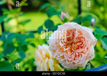 Delicata rosa di pesca che fiorisce nel giardino estivo con un vivace sfondo verde. Foto di fiori macro in primo piano, luce naturale soffusa, profondità di campo ridotta, Foto Stock