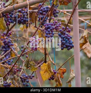 Primo piano di uve viola profonde appese a una vite in autunno con foglie marroni secche Foto Stock