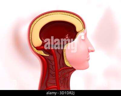 Anatomia della testa umana. illustrazione 3d. Foto Stock