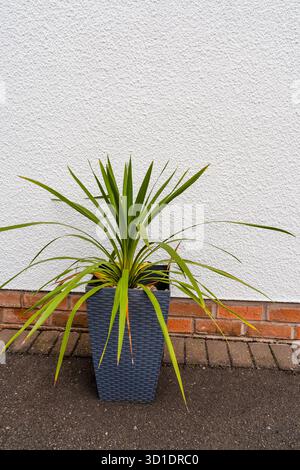 Cordyline Australis plant in a pot against a white textured wall Foto Stock