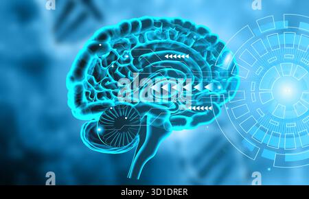 Anatomia del cervello umano su sfondo digitale. illustrazione 3d. Foto Stock