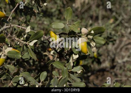 Quercia mediterranea - Quercus ilex Foto Stock
