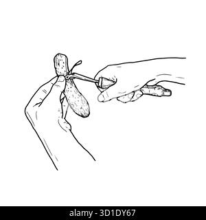 Mani ravvicinate per tagliare cetrioli con il coltello sul tagliere, disegno vettoriale, illustrazione disegnata a mano schizzo a inchiostro nero su sfondo bianco. Cucinare Illustrazione Vettoriale