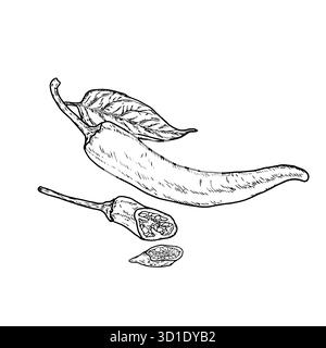 Peperone caldo, peperoncino su un rametto con foglie, schizzo bianco e nero. Illustrazione vettoriale. Le verdure fresche vengono tagliate in anelli e fette, un'isol impostata Illustrazione Vettoriale