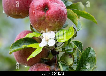 L'albero di mela fiorisce in autunno, fiorisce accanto alle mele mature in autunno, a seguito di un'estate calda e molto secca e di stress legato al clima - Inghilterra, Regno Unito Foto Stock