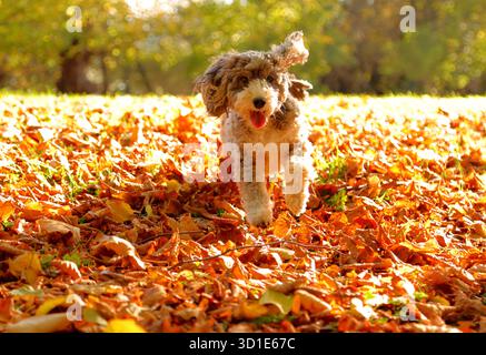 Cookie il cane cockapoo si diverte a correre tra le foglie dorate, dopo che venti forti le hanno fatte saltare dagli alberi di Peterborough, Cambridgeshire, il 24 ottobre Foto Stock