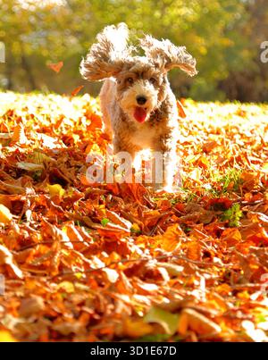 Cookie il cane cockapoo si diverte a correre tra le foglie dorate, dopo che venti forti le hanno fatte saltare dagli alberi di Peterborough, Cambridgeshire, il 24 ottobre Foto Stock