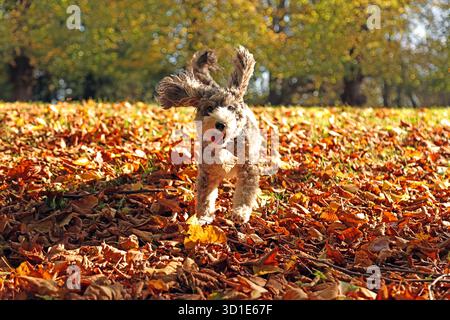Cookie il cane cockapoo si diverte a correre tra le foglie dorate, dopo che venti forti le hanno fatte saltare dagli alberi di Peterborough, Cambridgeshire, il 24 ottobre Foto Stock