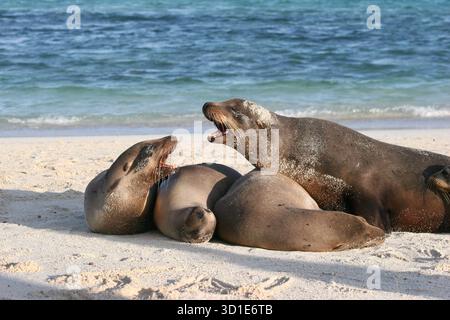 Galapagos Sea Lions Roaring - due tori dominanti che interagiscono su una spiaggia di sabbia soleggiata nelle Isole Galapagos con l'Oceano Pacifico sullo sfondo Foto Stock