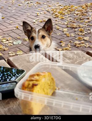 Cane che implorava cibo seduto vicino a un tavolino da caffè, torta fatta in casa nel contenitore di plastica in primo piano. Passerella piastrellata sullo sfondo. Foto Stock