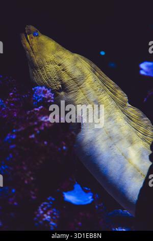 Gloldentail Moray, Gymnothorax miliaris, Monaco, Costa Azzurra, Francia Foto Stock