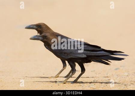 Corvo dal collo marrone (Corvus ruficollis), coppia in piedi su terreno sabbioso, vista laterale, Egitto Foto Stock