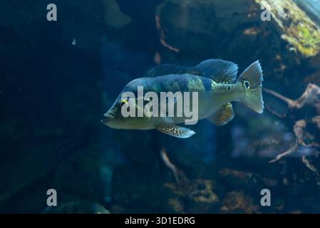 Cichla ocellaris, conosciuta come la farfalla di pavone in acquario. Foto Stock