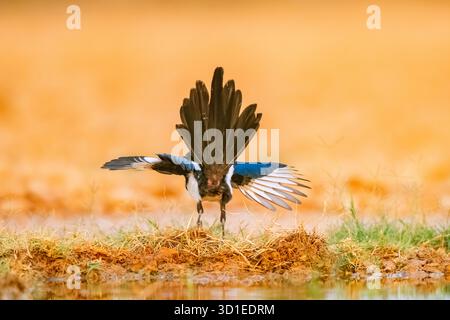 Magpie eurasiatiche, magpie comuni (Pica pica), in un campo con ali allungate e piume di coda rialzate, Spagna, Aragona, Belchite Foto Stock