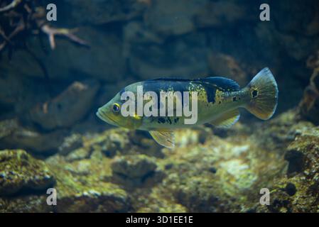 Cichla ocellaris, conosciuta come la farfalla di pavone in acquario. Foto Stock