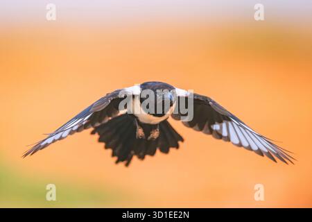 Magpie eurasiatiche, magpie comuni (Pica pica), in volo, vista frontale, Spagna, Aragona, Belchite Foto Stock