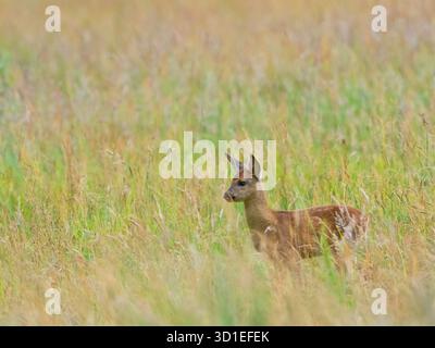 caprioli, caprioli, caprioli occidentali, caprioli europei (Capreolus capreolus), fawn in piedi su erba alta, Germania Foto Stock