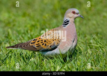 Tortora, tortora eurasiatica (Streptopelia turtur), seduta a terra, Italia, Toscana, lago di Peretola Foto Stock