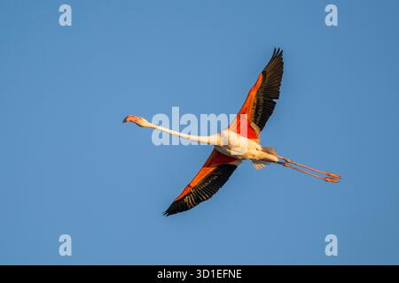Grande fenicottero (Phoenicopterus roseus, Phoenicopterus ruber roseus), in volo nel cielo al tramonto, Francia, Provenza, Parc naturel Regional de Cama Foto Stock