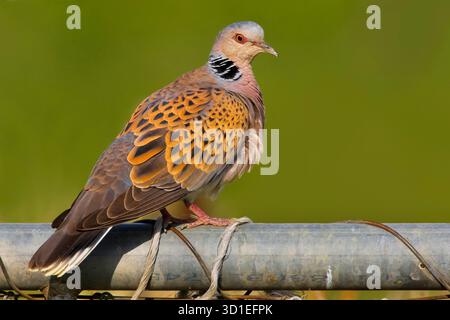 Tortora, tortora eurasiatica (Streptopelia turtur), arroccata su un finto, Italia, Toscana Foto Stock