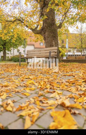 Panchina solitaria sotto un albero su una piazza rocciosa piena di foglie cadute, Sindelfingen, distretto di Boeblingen, Germania Foto Stock
