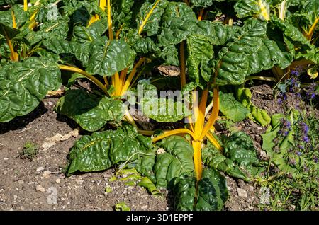 Primo piano di piante di bietole svizzere ortaggi che crescono in orto alla fine dell'estate autunnale Inghilterra Regno Unito Gran Bretagna Foto Stock