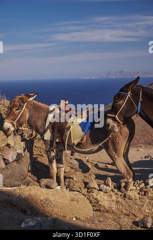Asini marroni nel sentiero escursionistico Fira a Oia - Isola di Santorini, Grecia Foto Stock