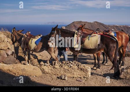 Asini marroni nel sentiero escursionistico Fira a Oia - Isola di Santorini, Grecia Foto Stock