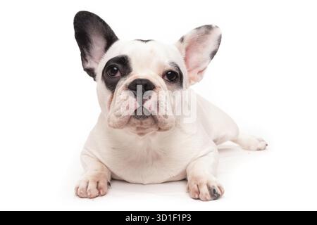 Bulldog francese cucciolo isolato su bianco Foto Stock