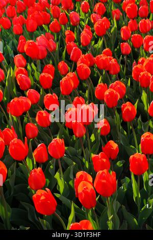 Bellissimi tulipani rossi illuminati dalla luce del sole, sfondo naturale primaverile Foto Stock