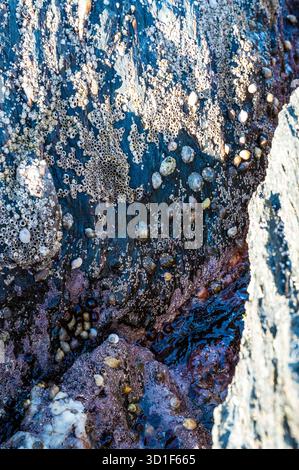 Un'aspra parete rocciosa ricoperta da barnacli e piccole conchiglie, con una superficie scura e lucida e macchie di alghe marine, Haugesund, Norvegia Foto Stock