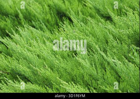 Sfondo materiale macro texture Thuja occidentalis verde Foto Stock