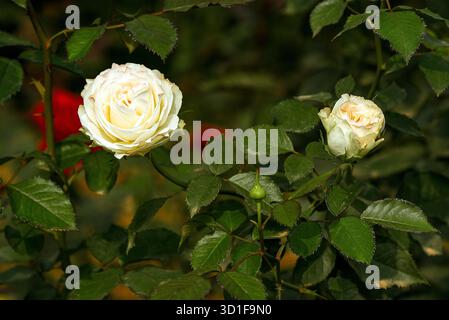 Fiore di rosa bianca su Bush di rosa verde in una scena di giardino con gemme e foglie Foto Stock