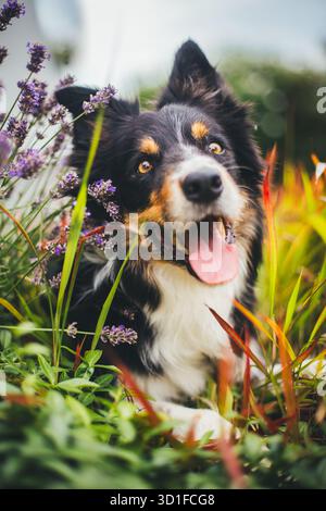 Collie di bordo Foto Stock