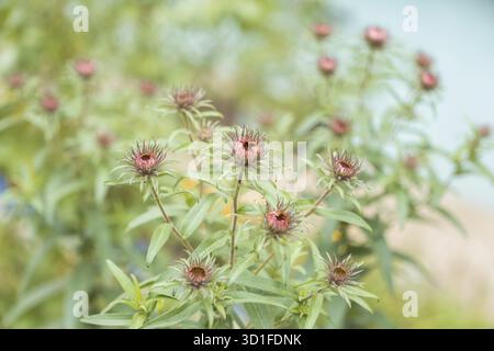 Aster amellus Garden pianta che cresce nel giardino, fiori del tardo autunno Foto Stock