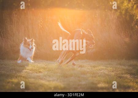 Cani che giocano (australiano Kelpie e Shetland Sheepdog) Foto Stock