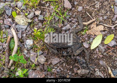 Rospo comune morto e secco (Bufo bufo) su terreno forestale Foto Stock