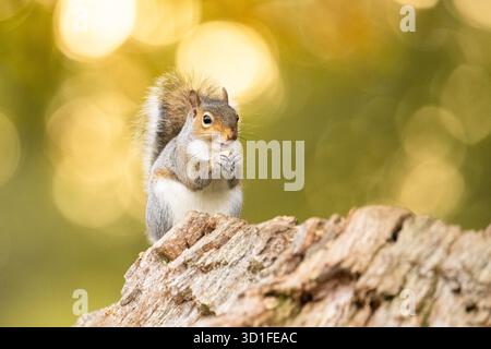 Scoiattolo grigio sciurus carolinensis che mangia castagne dolci in autunno - Regno Unito Foto Stock