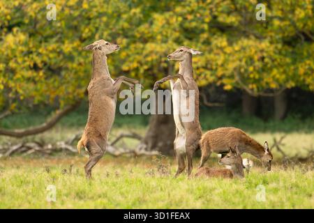 Cervo rosso femmina in piedi sulle zampe posteriori che combatte per stabilire il dominio sociale all'interno del loro gregge - Studley Royal Deer Park, Ripon, Yorkshire, Regno Unito Foto Stock