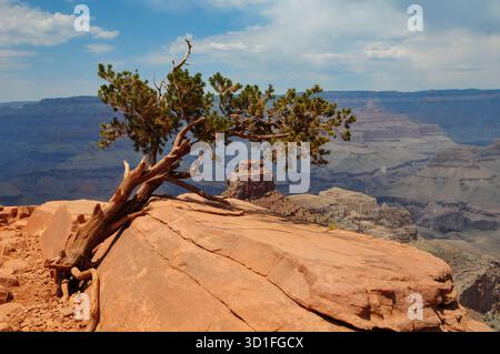 Albero solitario ai margini del Grand Canyon Foto Stock