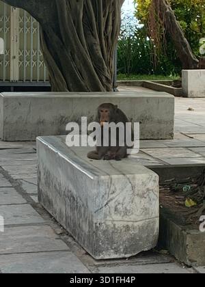 Una scimmia seduta su una panchina di pietra sotto un albero a da Nang, Vietnam Foto Stock