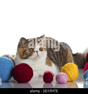 Gatto esotico shorthair. Gatto con sfere di filettature Foto Stock