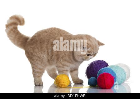 Gatto esotico shorthair. Gatto con sfere di filettature Foto Stock