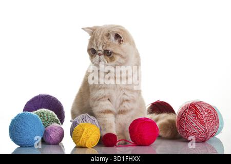 Gatto esotico shorthair. Gatto con sfere di filettature Foto Stock